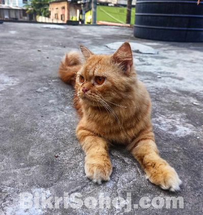 Gingar male cat